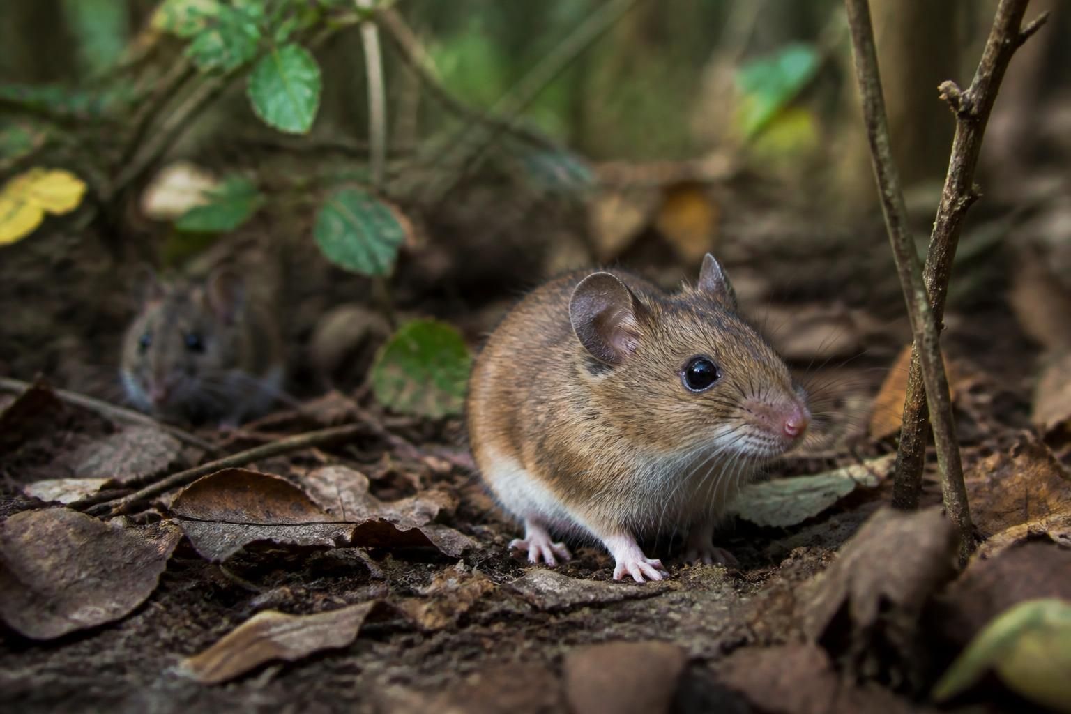 découvrez le mulot sylvestre : son habitat naturel, sa taille caractéristique et les conseils pour le distinguer facilement d'une souris.